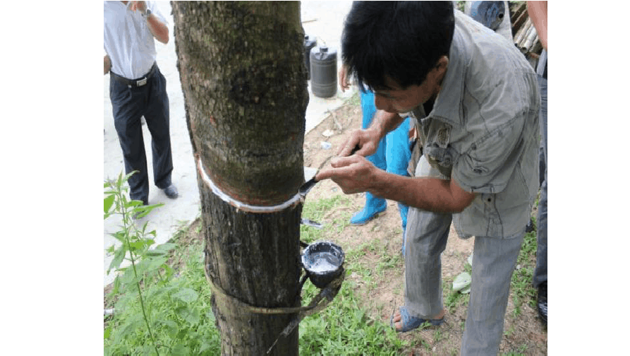 天然橡膠初加工設(shè)備和生產(chǎn)過(guò)程 天然橡膠初加工設(shè)備和生產(chǎn)過(guò)程