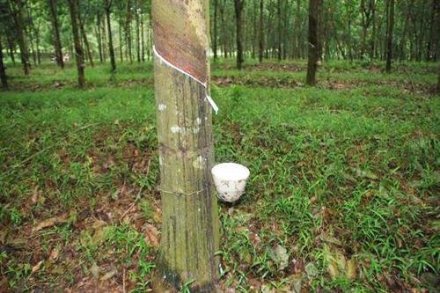 天然橡膠生膠縐片機(jī)對物料產(chǎn)生輥壓、剪切，從而使物料壓薄、表面起皺